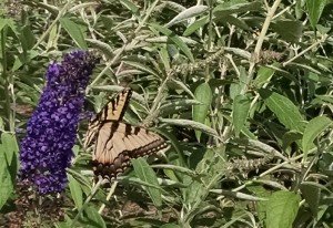 Butterfly At Park