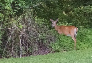 Deer At Park